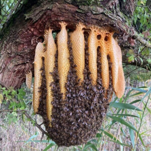 Bienenschwarm