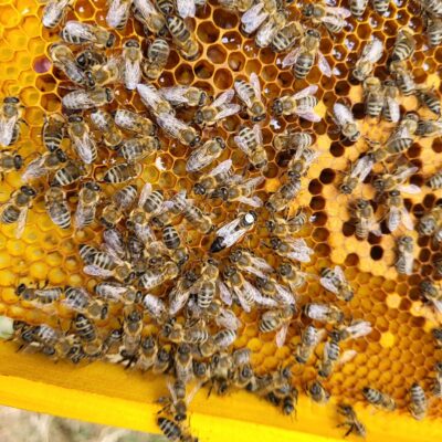 bienen_wabe